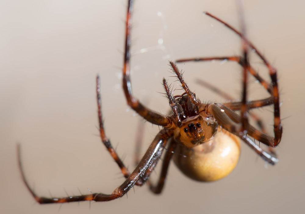Bilde av edderkopp: Meta menardi (kjelleredderkopp / huleedderkopp)