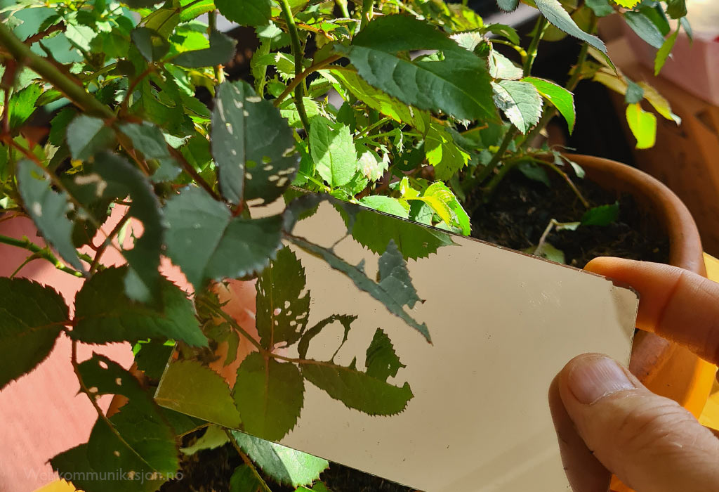 speil for å se larver på undersiden av roseblader