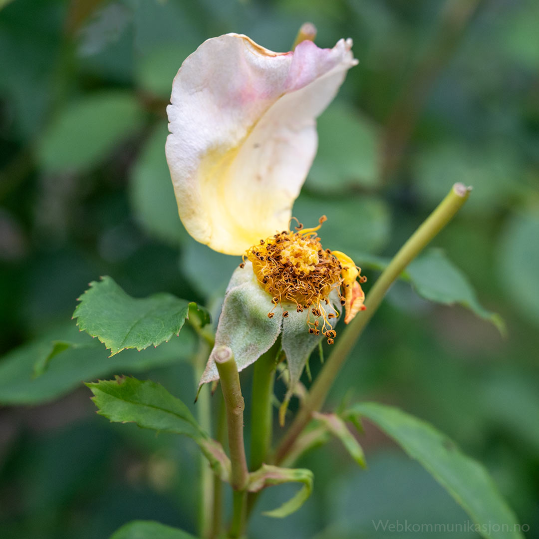 avblomstret rose Lady of Shalott