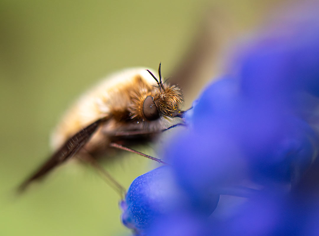 Humleflue på perleblomst Humleflue på perleblomst