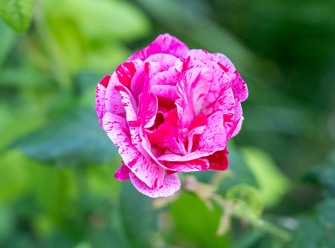 Rosa ‘Ferdinand Pichard’