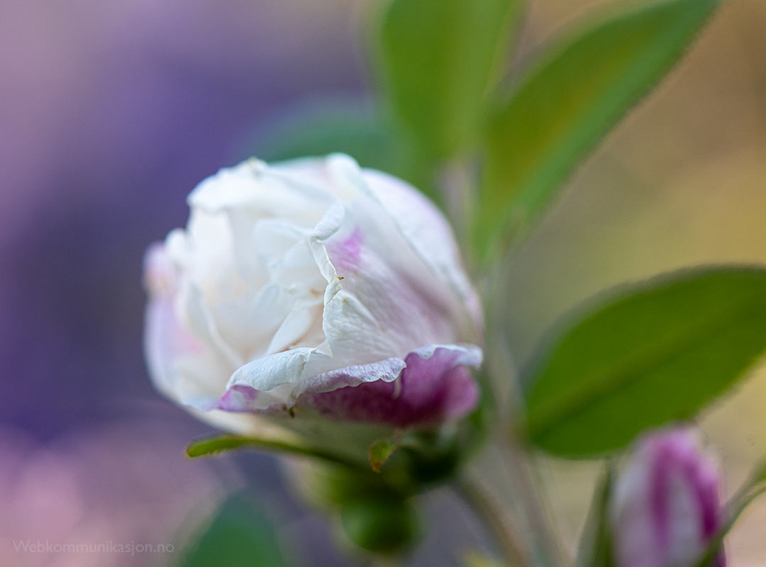 Roseknopp på en Louise Bugnet-rose