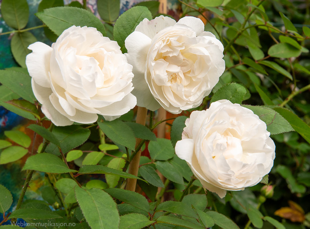 Winchester Cathedral-rose