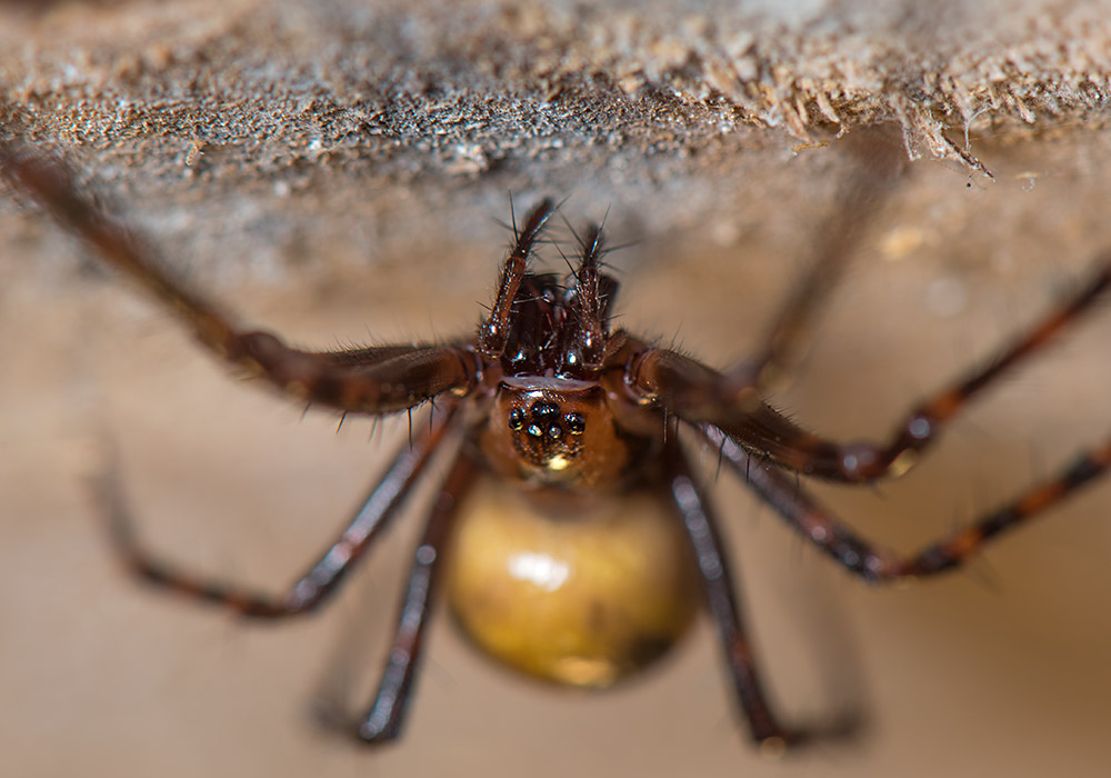 makrobilde av edderkopp: Kjelleredderkopp, grotteedderkopp eller huleedderkopp