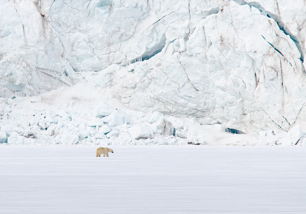 Isbjørn foran Esmarkbreen. Foto: Per-Erik Skramstad