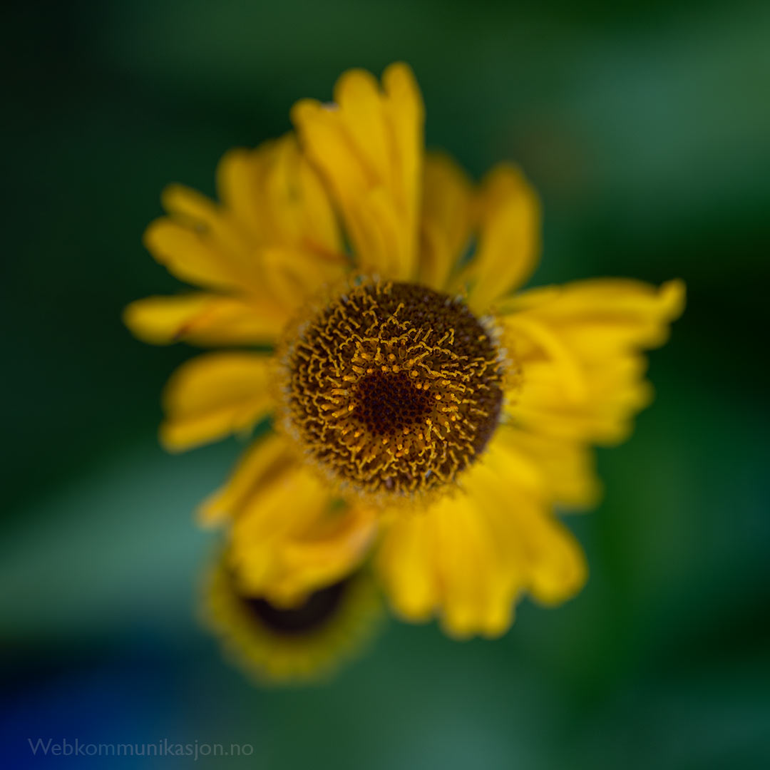 Solhatt (Helenium bigelovii)