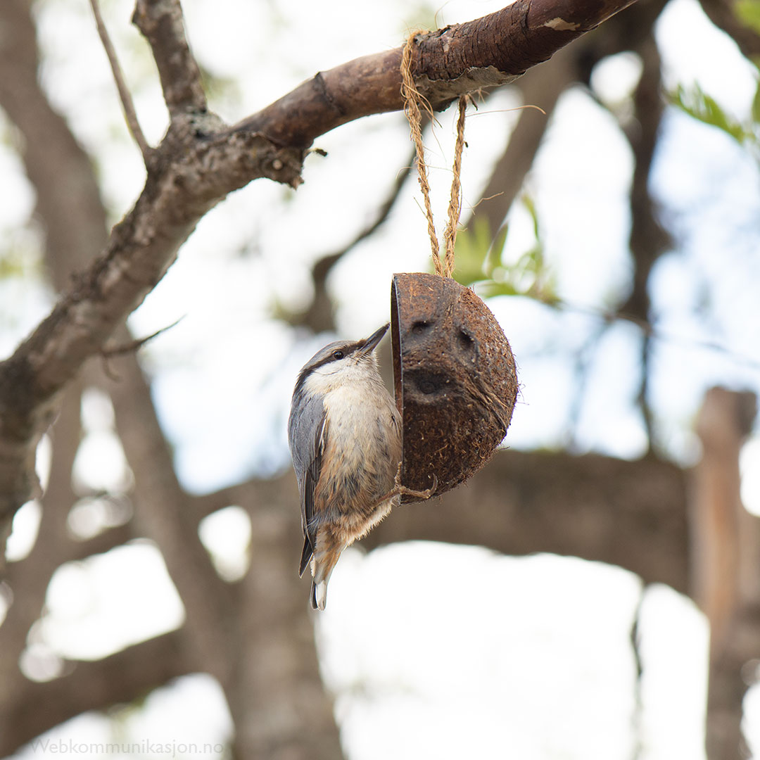 Spettmeis