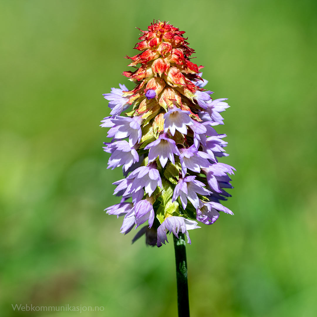 Orkidénøkleblom (Orkidéprimula/Primula vialii) Orkidénøkleblom (Orkidéprimula/Primula vialii)