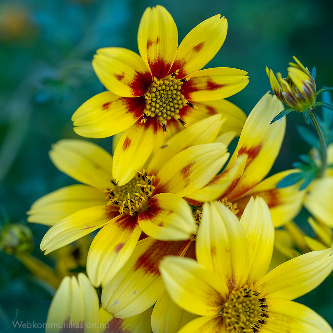 Bidens brazen 'Eternal Flame’
