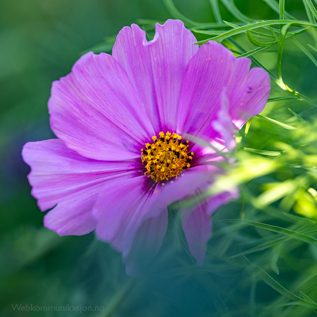 Cosmos