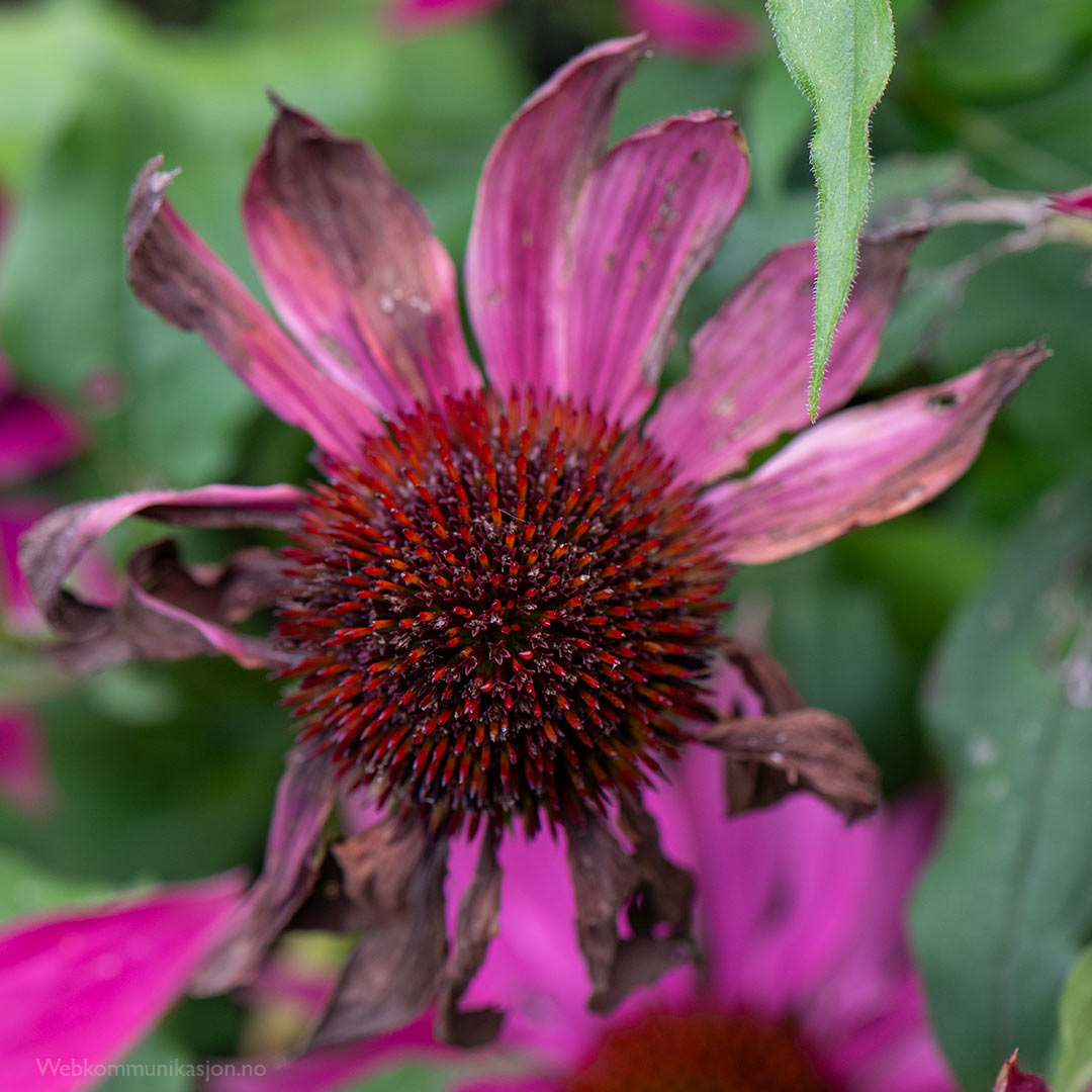 Avblomstret purpursolhatt