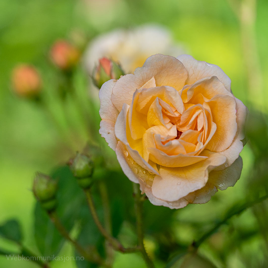 Rosa ‘Ghislaine de Féligonde’