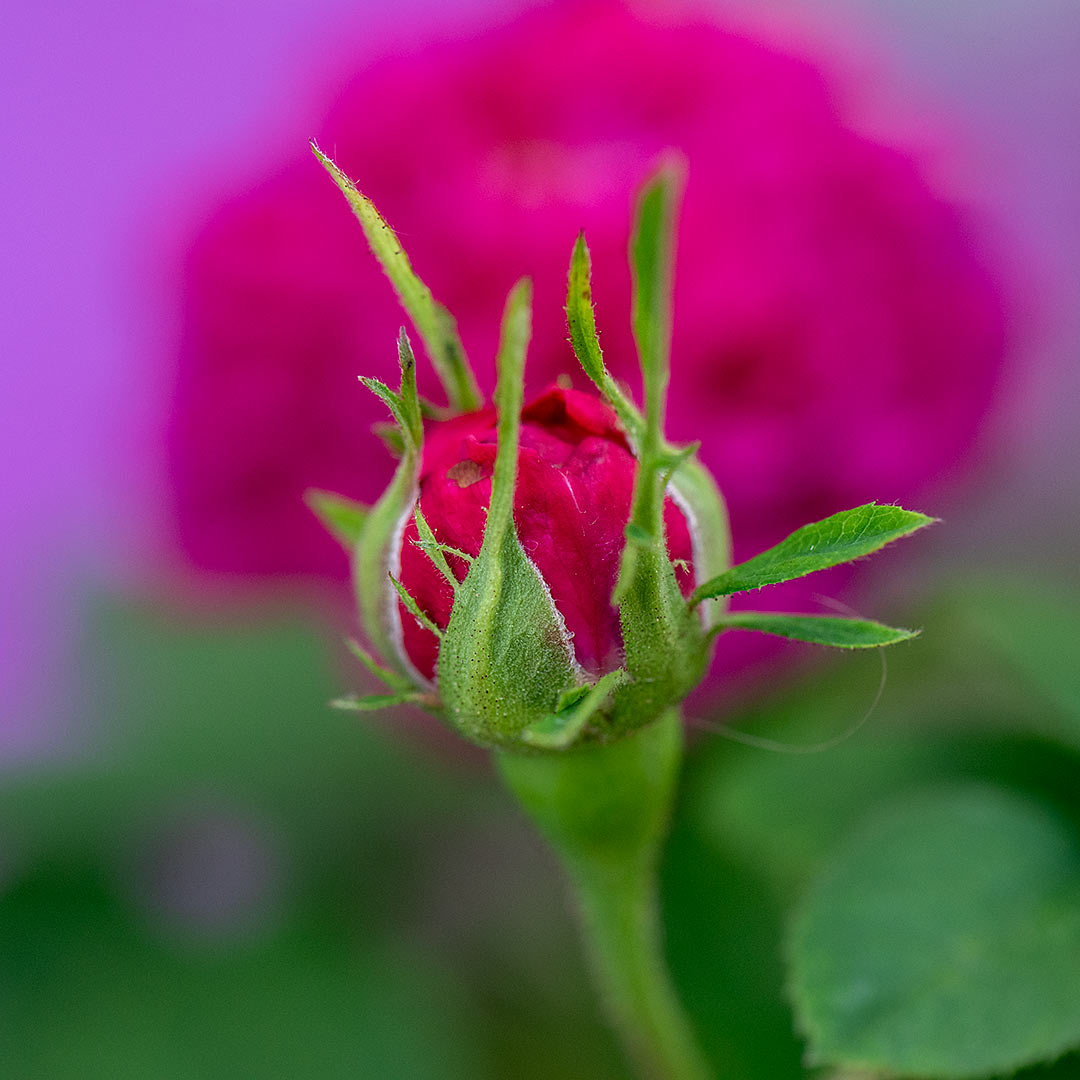 Knopp av Rose de Rescht