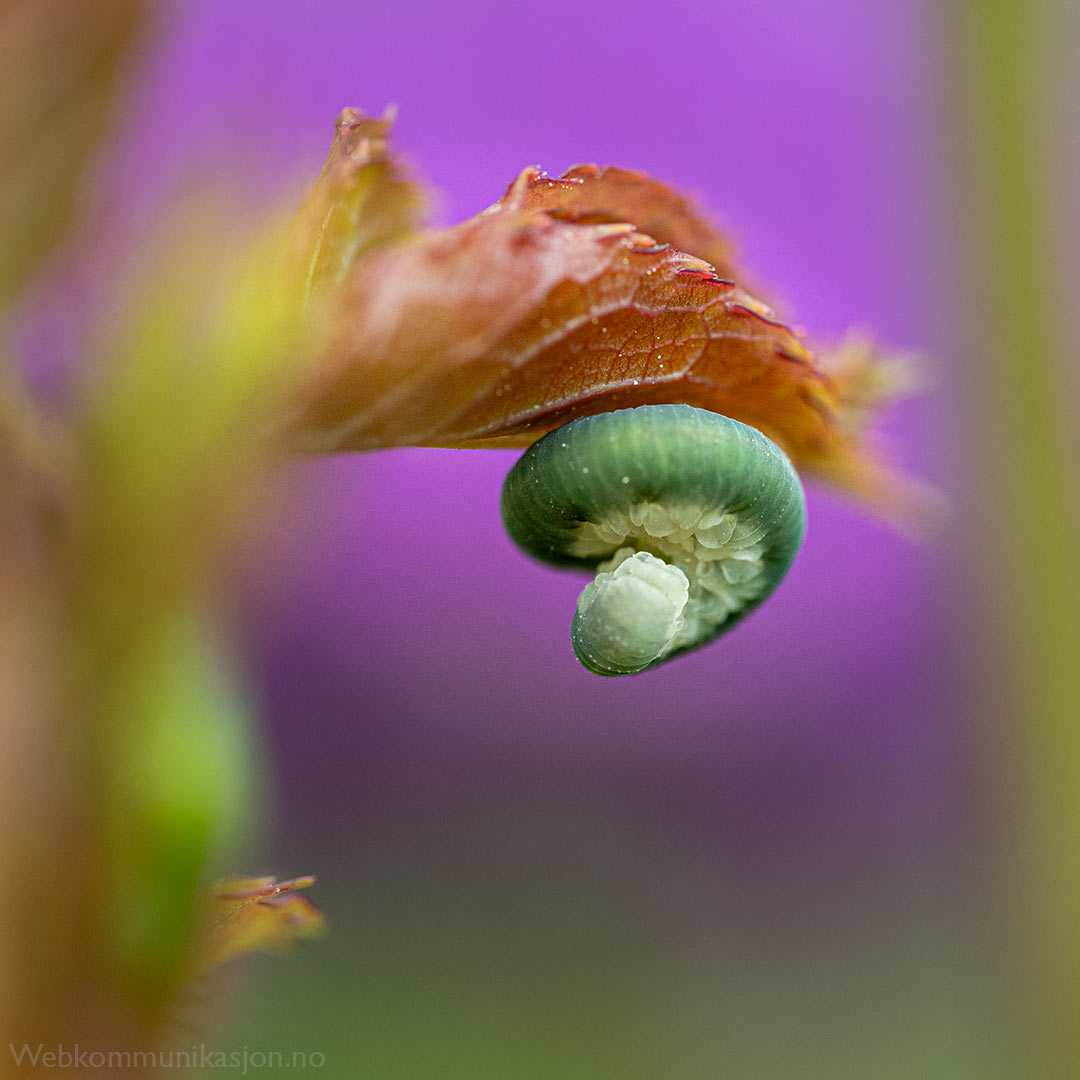 rosebladveps