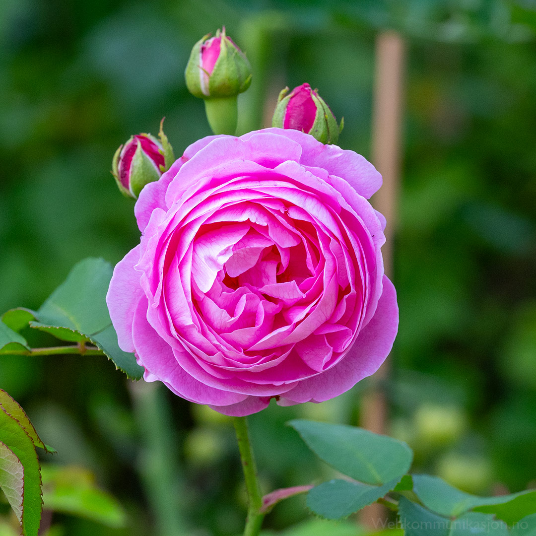 rose madame boll