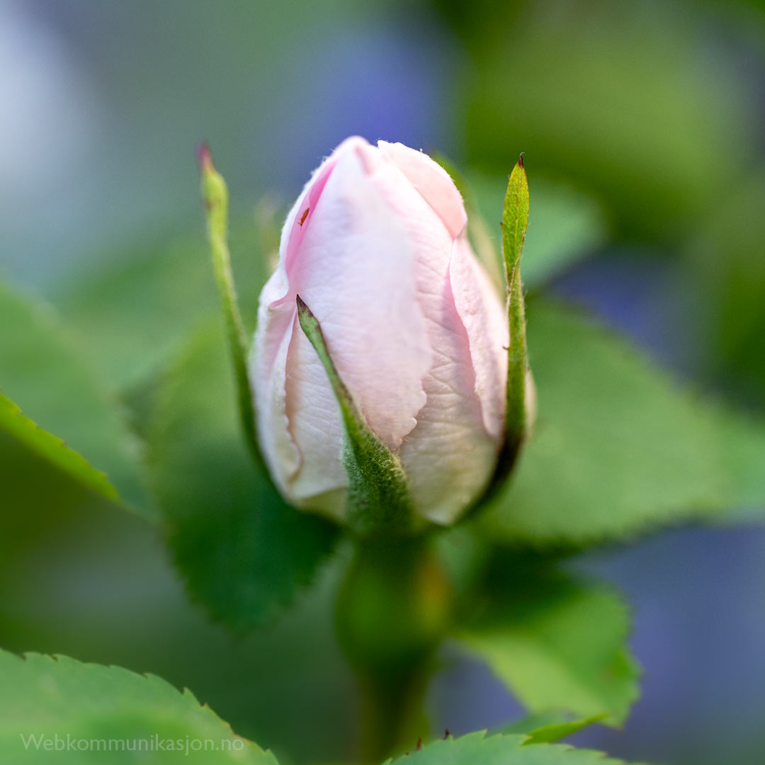 Delvis utsprunget knopp av Stanwell Perpetual-rose