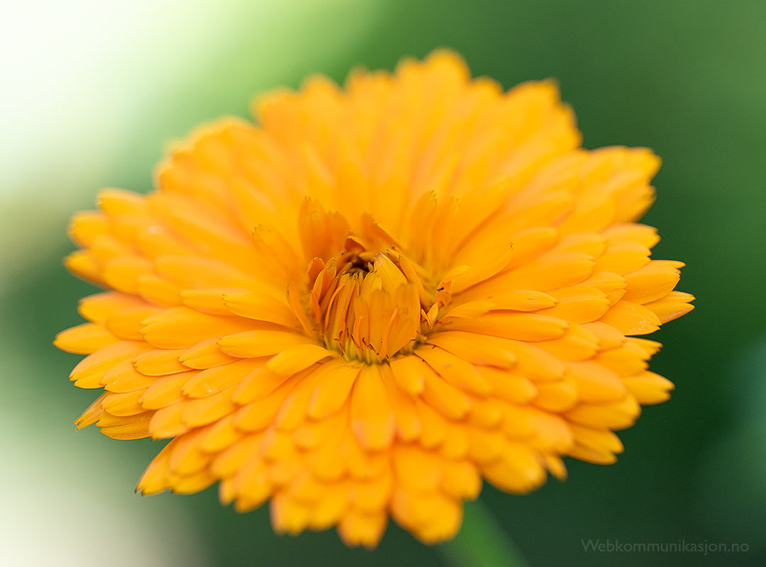 Ringblomst (Calendula officinalis, også kalt ringblom, morgenfrue)