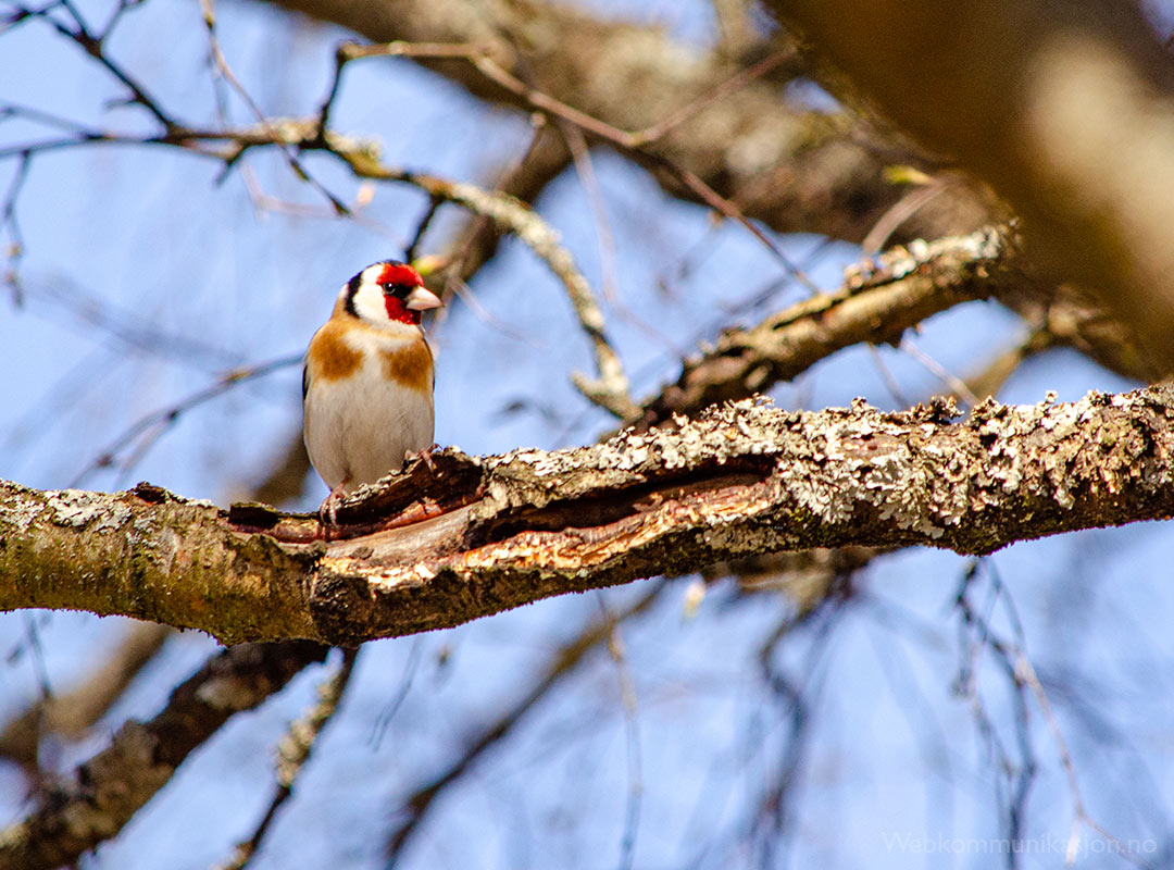 stilits (Goldfinch)
