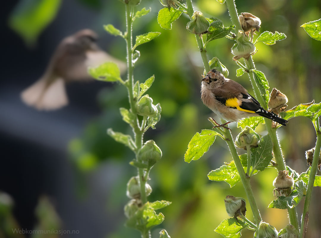 Stilits på stokkrose Stilits (Carduelis carduelis), ungfugl (1K), september.