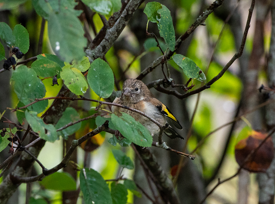 Stilits (Carduelis carduelis), ungfugl (1K), september