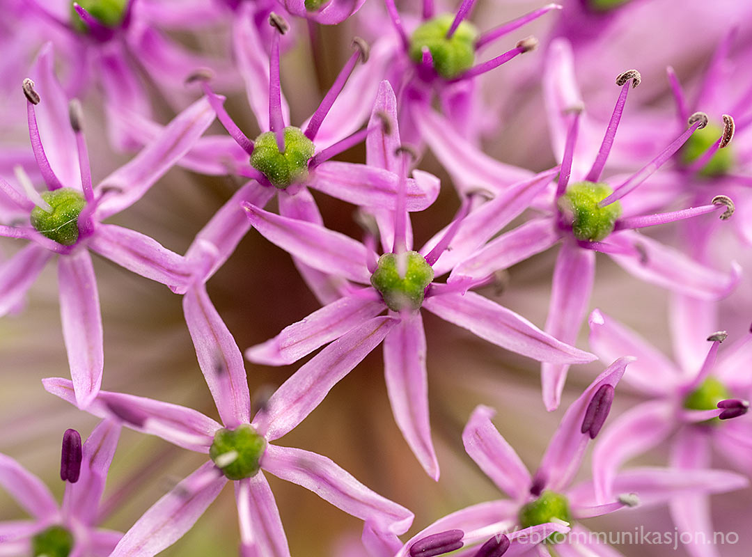 allium