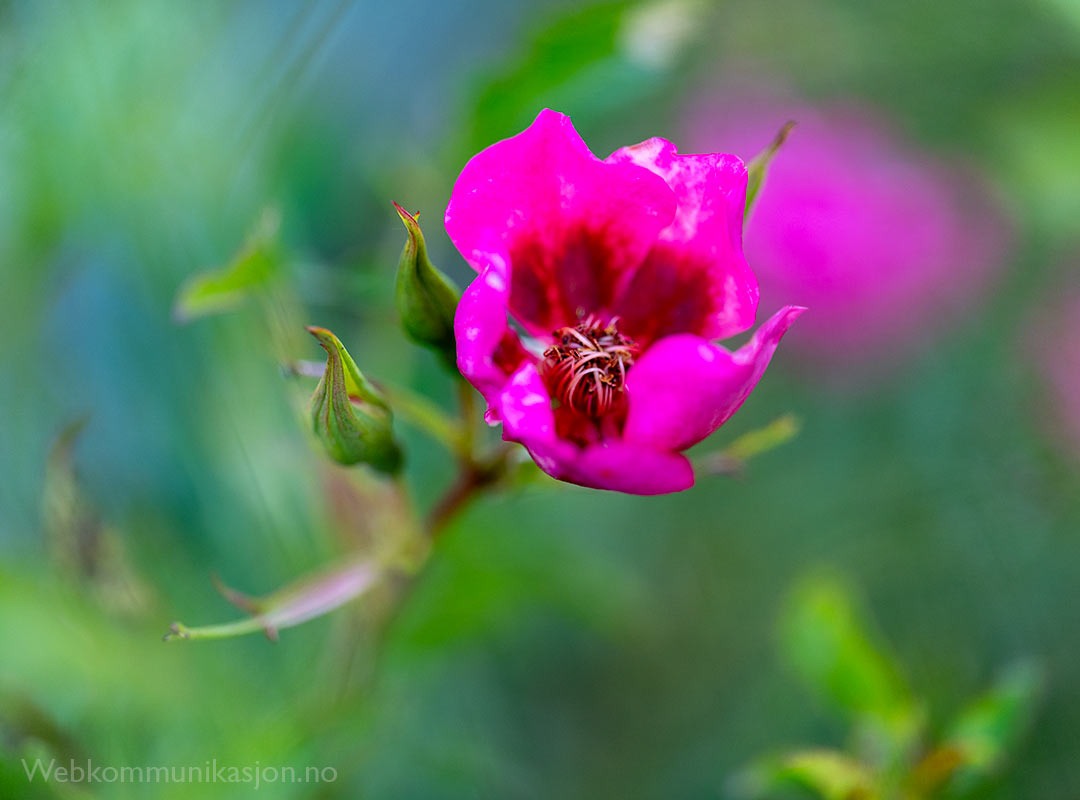 Fancy Babylon Eyes (rose)