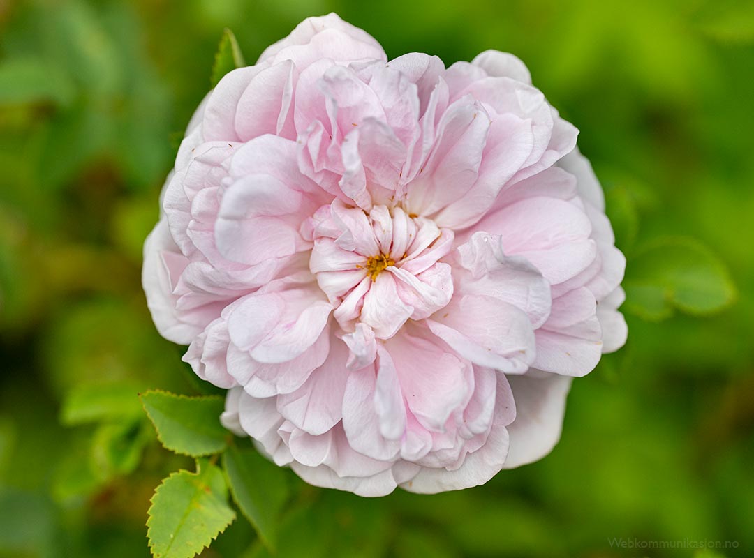 Stanwell Perpetual, rose