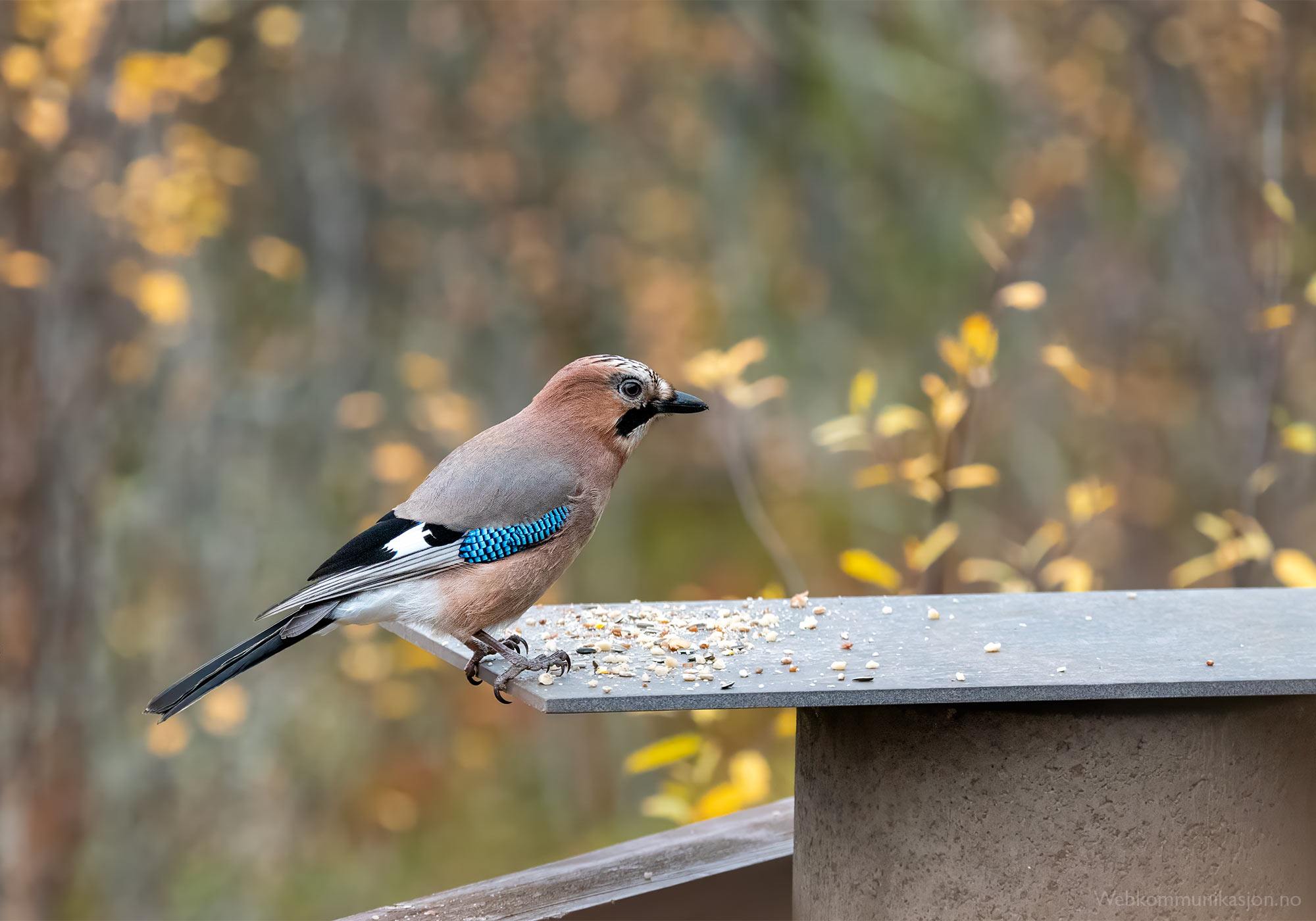 Nøtteskrike (Garrulus glandarius) 